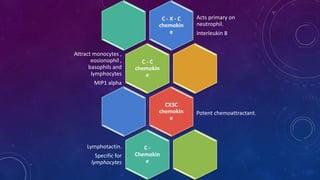 C - X - C
chemokin
e
Acts primary on
neutrophil.
Interleukin 8
C - C
chemokin
e
Attract monocytes ,
eosionophil ,
basophils and
lymphocytes
MIP1 alpha
CX3C
chemokin
e
C -
Chemokin
e
Lymphotactin.
Specific for
lymphocytes
Potent chemoattractant.
 