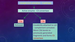 Complement activation - 3 pathway
Active enzyme - C3 convertase
C3a C3b
Released Covalently attached to cell
- complement activated.
More C3b bonds to
previously generated
fragments and forms C5
convertase
 