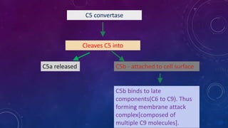 C5 convertase
Cleaves C5 into
C5a released C5b - attached to cell surface
C5b binds to late
components(C6 to C9). Thus
forming membrane attack
complex[composed of
multiple C9 molecules].
 
