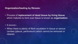 Organization/healing by fibrosis:
• Process of replacement of dead tissue by living tissue,
which matures to form scar tissue is known as organization.
• It occurs:-
• When there is plenty of fibrin exudation in tissue or serous
cavities (pleura, peritoneum) which cannot be removed or
cleared.
 