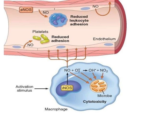 Chemical mediators of inflammation