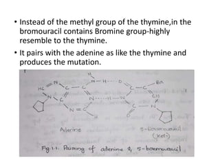 • Instead of the methyl group of the thymine,in the
bromouracil contains Bromine group-highly
resemble to the thymine.
• It pairs with the adenine as like the thymine and
produces the mutation.
 