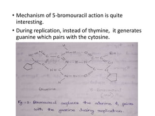 • Mechanism of 5-bromouracil action is quite
interesting.
• During replication, instead of thymine, it generates
guanine which pairs with the cytosine.
 