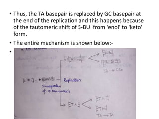 • Thus, the TA basepair is replaced by GC basepair at
the end of the replication and this happens because
of the tautomeric shift of 5-BU from 'enol' to 'keto'
form.
• The entire mechanism is shown below:-
•
 