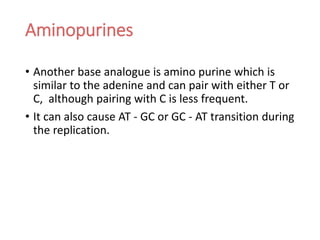 Aminopurines
• Another base analogue is amino purine which is
similar to the adenine and can pair with either T or
C, although pairing with C is less frequent.
• It can also cause AT - GC or GC - AT transition during
the replication.
 