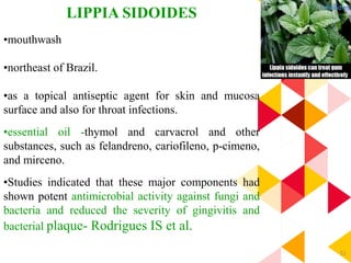 51
LIPPIA SIDOIDES
•mouthwash
•northeast of Brazil.
•as a topical antiseptic agent for skin and mucosa
surface and also for throat infections.
•essential oil -thymol and carvacrol and other
substances, such as felandreno, cariofileno, p-cimeno,
and mirceno.
•Studies indicated that these major components had
shown potent antimicrobial activity against fungi and
bacteria and reduced the severity of gingivitis and
bacterial plaque- Rodrigues IS et al.
 