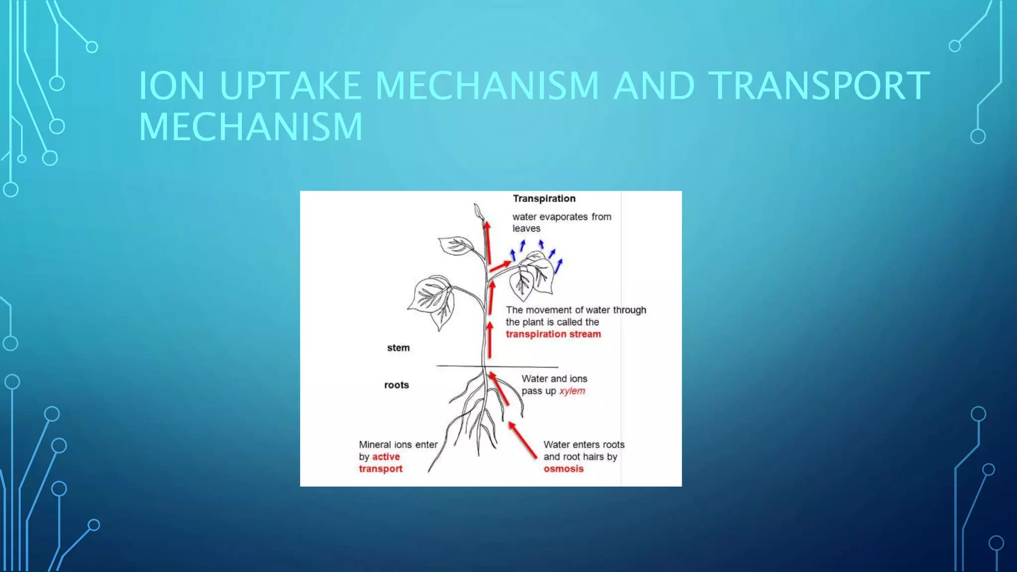 CHEMICAL POTENTIAL AND ION UPTAKE MECHANISM .pptx