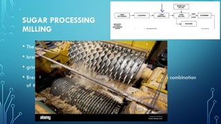 SUGAR PROCESSING
MILLING
• The milling process occurs in two steps:
• breaking the hard structure of the cane and
• grinding the cane
• Breaking the cane uses revolving knives, shredders, crushers, or a combination
of these processes.
 