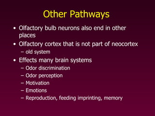 Other Pathways   Olfactory bulb neurons also end in other places Olfactory cortex that is not part of neocortex old system Effects many brain systems Odor discrimination Odor perception Motivation Emotions Reproduction, feeding imprinting, memory   