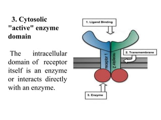 3. Cytosolic
"active" enzyme
domain
The intracellular
domain of receptor
itself is an enzyme
or interacts directly
with an enzyme.
 