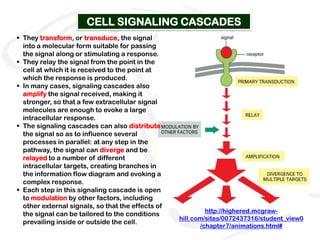 CELL SIGNALING CASCADES
 They transform, or transduce, the signal
  into a molecular form suitable for passing
  the signal along or stimulating a response.
 They relay the signal from the point in the
  cell at which it is received to the point at
  which the response is produced.
 In many cases, signaling cascades also
  amplify the signal received, making it
  stronger, so that a few extracellular signal
  molecules are enough to evoke a large
  intracellular response.
 The signaling cascades can also distribute
  the signal so as to influence several
  processes in parallel: at any step in the
  pathway, the signal can diverge and be
  relayed to a number of different
  intracellular targets, creating branches in
  the information flow diagram and evoking a
  complex response.
 Each step in this signaling cascade is open
  to modulation by other factors, including
  other external signals, so that the effects of
                                                            http://highered.mcgraw-
  the signal can be tailored to the conditions
                                                   hill.com/sites/0072437316/student_view0
  prevailing inside or outside the cell.
                                                          /chapter7/animations.html#
 