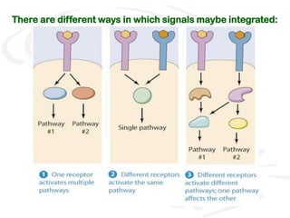 There are different ways in which signals maybe integrated:
 