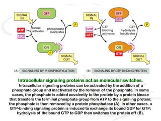 Intracellular signaling proteins act as molecular switches.
      Intracellular signaling proteins can be activated by the addition of a
  phosphate group and inactivated by the removal of the phosphate. In some
  cases, the phosphate is added covalently to the protein by a protein kinase
that transfers the terminal phosphate group from ATP to the signaling protein;
the phosphate is then removed by a protein phosphatase (A). In other cases, a
 GTP-binding signaling protein is induced to exchange its bound GDP for GTP;
    hydrolysis of the bound GTP to GDP then switches the protein off (B).
 