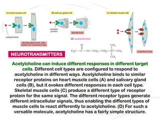 NEUROTRANSMITTERS

 Acetylcholine can induce different responses in different target
      cells. Different cell types are configured to respond to
  acetylcholine in different ways. Acetylcholine binds to similar
  receptor proteins on heart muscle cells (A) and salivary gland
   cells (B), but it evokes different responses in each cell type.
  Skeletal muscle cells (C) produce a different type of receptor
protein for the same signal. The different receptor types generate
different intracellular signals, thus enabling the different types of
 muscle cells to react differently to acetylcholine. (D) For such a
  versatile molecule, acetylcholine has a fairly simple structure.
 