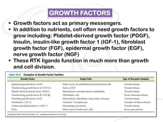 GROWTH FACTORS
 Growth factors act as primary messengers.
 In addition to nutrients, cell often need growth factors to
  grow including: Platelet-derived growth factor (PDGF),
  Insulin, insulin-like growth factor 1 (IGF-1), fibroblast
  growth factor (FGF), epidermal growth factor (EGF),
  nerve growth factor (NGF)
 These RTK ligands function in much more than growth
  and cell division.
 