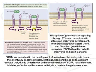 Disruption of growth factor signaling
                                           through RTKs can have dramatic
                                         effects on embryonic development.
                                         The fibroblast growth factors (FGFs)
                                             and fibroblast growth factor
                                          receptors (FGFRs) function in both
                                            embryonic and adult signaling.

  FGFRs are important in the development of mesoderm, the embryonic tissue
   that eventually becomes muscle, cartilage, bone and blood cells. A mutant
receptor that, due to dimerization with normal versions of FGFR, has a dominant
   inhibitory effect upon the normal activity is a dominant negative mutation.
 