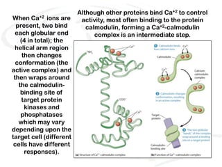 Although other proteins bind Ca+2 to control
When Ca+2 ions are        activity, most often binding to the protein
  present, two bind         calmodulin, forming a Ca+2-calmodulin
  each globular end            complex is an intermediate step.
    (4 in total); the
  helical arm region
     then changes
  conformation (the
active complex) and
 then wraps around
   the calmodulin-
    binding site of
     target protein
      kinases and
    phosphatases
   which may vary
depending upon the
target cell (different
 cells have different
      responses).
 