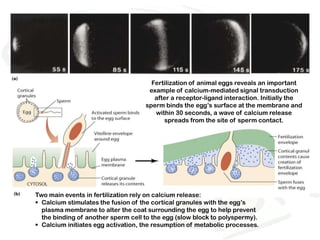 Fertilization of animal eggs reveals an important
                                     example of calcium-mediated signal transduction
                                       after a receptor-ligand interaction. Initially the
                                    sperm binds the egg’s surface at the membrane and
                                       within 30 seconds, a wave of calcium release
                                          spreads from the site of sperm contact.




Two main events in fertilization rely on calcium release:
 Calcium stimulates the fusion of the cortical granules with the egg’s
  plasma membrane to alter the coat surrounding the egg to help prevent
  the binding of another sperm cell to the egg (slow block to polyspermy).
 Calcium initiates egg activation, the resumption of metabolic processes.
 