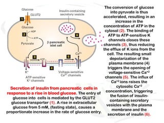 The conversion of glucose
                                                          into pyruvate is thus
                                                     accelerated, resulting in an
                                                             increase in the
                                                     concentration of ATP in the
                                                      cytosol (2). The binding of
                                                        ATP to ATP-sensitive K
                                                         channels closes these
                                                     channels (3), thus reducing
                                                     the efflux of K ions from the
                                                        cell. The resulting small
                                                          depolarization of the
                                                         plasma membrane (4)
                                                        triggers the opening of
                                                         voltage-sensitive Ca+2
                                                      channels (5). The influx of
                                                           Ca+2 ions raises the
  Secretion of insulin from pancreatic cells in               cytosolic Ca+2
                                                       concentration, triggering
response to a rise in blood glucose. The entry of
                                                          the fusion of insulin-
   glucose into cells is mediated by the GLUT2
                                                          containing secretory
  glucose transporter (1). A rise in extracellular
                                                       vesicles with the plasma
   glucose from 5 mM, (fasting state), causes a
                                                           membrane and the
proportionate increase in the rate of glucose entry.
                                                        secretion of insulin (6).
 
