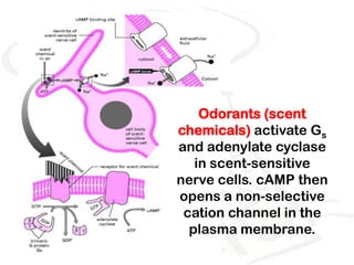 Odorants (scent
chemicals) activate Gs
and adenylate cyclase
   in scent-sensitive
nerve cells. cAMP then
opens a non-selective
 cation channel in the
  plasma membrane.
 