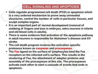 CELL SIGNALING AND APOPTOSIS
 Cells regulate programmed cell death (PCD) or apoptosis which
  is a very ordered mechanism to prune away unneeded
  structures, control the number of cells in particular tissues, and
  sculpt complex organs.
 It is an important part of normal development (removal of
  webbing of fingers and toes in embryos, extra neurons in infants
  and old blood cells in adults).
 There is some evidence that activation of the apoptosis pathway
  in adult neurons is responsible for Alzheimer’s disease and CV
  stroke.
 The cell death program involves the activation specific
  proteases known as caspases and procaspases.
 The Fas ligand on the surface of lymphocytes bind the Fas
  receptors on the infected cell’s surface. This results in the
  clustering of Fas, the attachment of adaptor proteins and
  assembly of the procaspases at this site. The procaspases
  activate each other to start a cascade of events that ends in
  apoptosis.
 