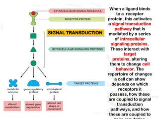 When a ligand binds
      to a receptor
protein, this activates
a signal transduction
     pathway that is
 mediated by a series
     of intracellular
   signaling proteins.
  These interact with
          target
    proteins, altering
  them to change cell
      behavior. The
repertoire of changes
     a cell can show
   depends on which
       receptors it
  possess, how these
 are coupled to signal
      transduction
  pathways, and how
 these are coupled to
 