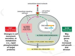 Changes in cell       May
  movement,         involve
 secretion, or       genes
  metabolism         (e.g.,
  (i.e., rapid    increased
phosphorylation   cell growth
   of target          and
   proteins)       division
 