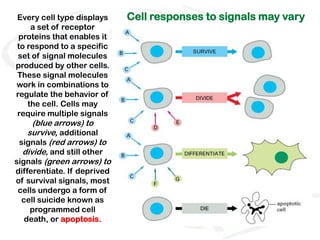 Every cell type displays     Cell responses to signals may vary
    a set of receptor
 proteins that enables it
to respond to a specific
 set of signal molecules
produced by other cells.
These signal molecules
work in combinations to
regulate the behavior of
   the cell. Cells may
require multiple signals
     (blue arrows) to
   survive, additional
 signals (red arrows) to
  divide, and still other
signals (green arrows) to
differentiate. If deprived
of survival signals, most
cells undergo a form of
 cell suicide known as
    programmed cell
  death, or apoptosis.
 