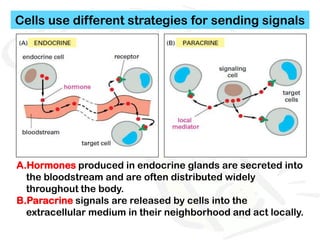 Cells use different strategies for sending signals




A.Hormones produced in endocrine glands are secreted into
  the bloodstream and are often distributed widely
  throughout the body.
B.Paracrine signals are released by cells into the
  extracellular medium in their neighborhood and act locally.
 