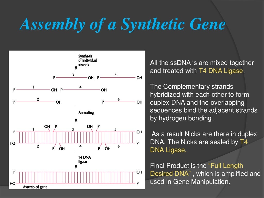 Chemical synthesis of gene ppt picture