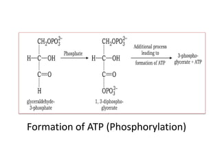 Formation of ATP (Phosphorylation)
 