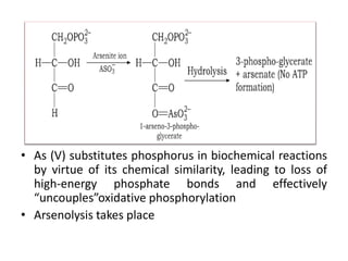 • As (V) substitutes phosphorus in biochemical reactions
by virtue of its chemical similarity, leading to loss of
high-energy phosphate bonds and effectively
“uncouples”oxidative phosphorylation
• Arsenolysis takes place
 