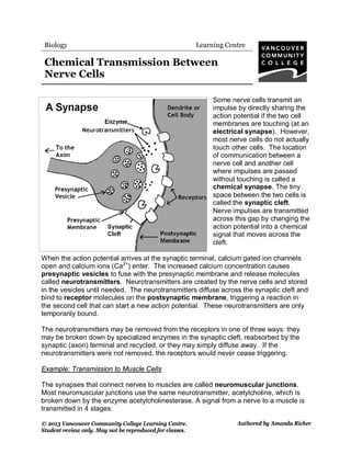 © 2013 Vancouver Community College Learning Centre. by Emily Simpson
Student review only. May not be reproduced for classes.
Authored by Amanda Richer
Biology Learning Centre
Chemical Transmission Between
Nerve Cells
Some nerve cells transmit an
impulse by directly sharing the
action potential if the two cell
membranes are touching (at an
electrical synapse). However,
most nerve cells do not actually
touch other cells. The location
of communication between a
nerve cell and another cell
where impulses are passed
without touching is called a
chemical synapse. The tiny
space between the two cells is
called the synaptic cleft.
Nerve impulses are transmitted
across this gap by changing the
action potential into a chemical
signal that moves across the
cleft.
When the action potential arrives at the synaptic terminal, calcium gated ion channels
open and calcium ions (Ca2+
) enter. The increased calcium concentration causes
presynaptic vesicles to fuse with the presynaptic membrane and release molecules
called neurotransmitters. Neurotransmitters are created by the nerve cells and stored
in the vesicles until needed. The neurotransmitters diffuse across the synaptic cleft and
bind to receptor molecules on the postsynaptic membrane, triggering a reaction in
the second cell that can start a new action potential. These neurotransmitters are only
temporarily bound.
The neurotransmitters may be removed from the receptors in one of three ways: they
may be broken down by specialized enzymes in the synaptic cleft, reabsorbed by the
synaptic (axon) terminal and recycled, or they may simply diffuse away. If the
neurotransmitters were not removed, the receptors would never cease triggering.
Example: Transmission to Muscle Cells
The synapses that connect nerves to muscles are called neuromuscular junctions.
Most neuromuscular junctions use the same neurotransmitter, acetylcholine, which is
broken down by the enzyme acetylcholinesterase. A signal from a nerve to a muscle is
transmitted in 4 stages:
 