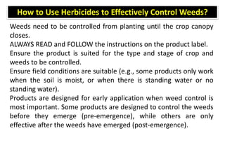 Weeds need to be controlled from planting until the crop canopy
closes.
ALWAYS READ and FOLLOW the instructions on the product label.
Ensure the product is suited for the type and stage of crop and
weeds to be controlled.
Ensure field conditions are suitable (e.g., some products only work
when the soil is moist, or when there is standing water or no
standing water).
Products are designed for early application when weed control is
most important. Some products are designed to control the weeds
before they emerge (pre-emergence), while others are only
effective after the weeds have emerged (post-emergence).
How to Use Herbicides to Effectively Control Weeds?
 
