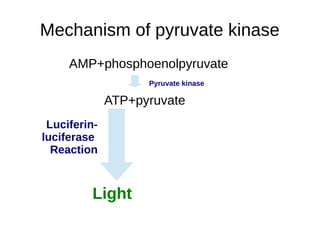 Mechanism of pyruvate kinase 
AMP+phosphoenolpyruvate 
Pyruvate kinase 
ATP+pyruvate 
Luciferin-luciferase 
Reaction 
Light 
 