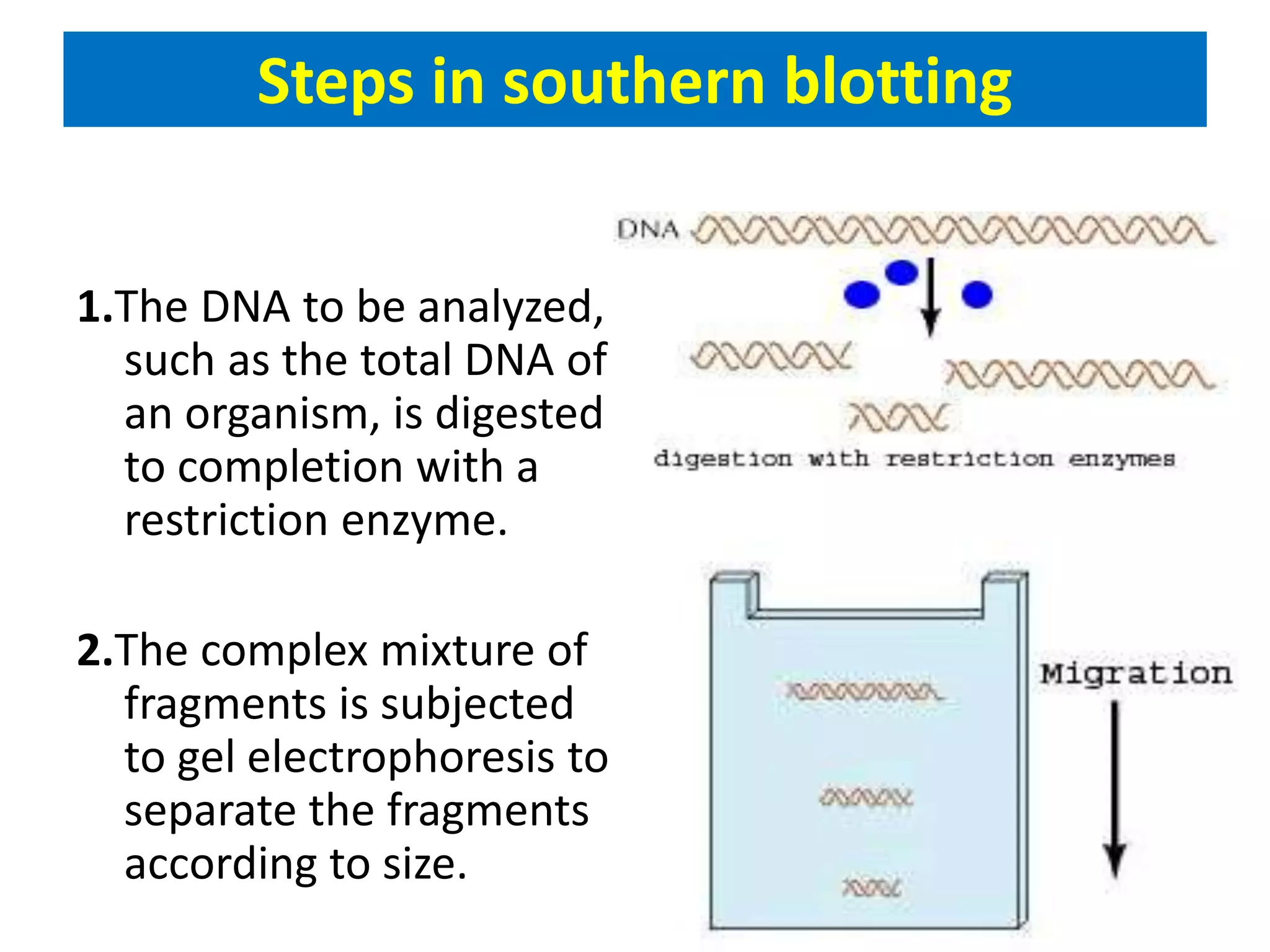 Steps in southern blotting
1.The DNA to be analyzed,
such as the total DNA of
an organism, is digested
to completion with a
restriction enzyme.
2.The complex mixture of
fragments is subjected
to gel electrophoresis to
separate the fragments
according to size.
 