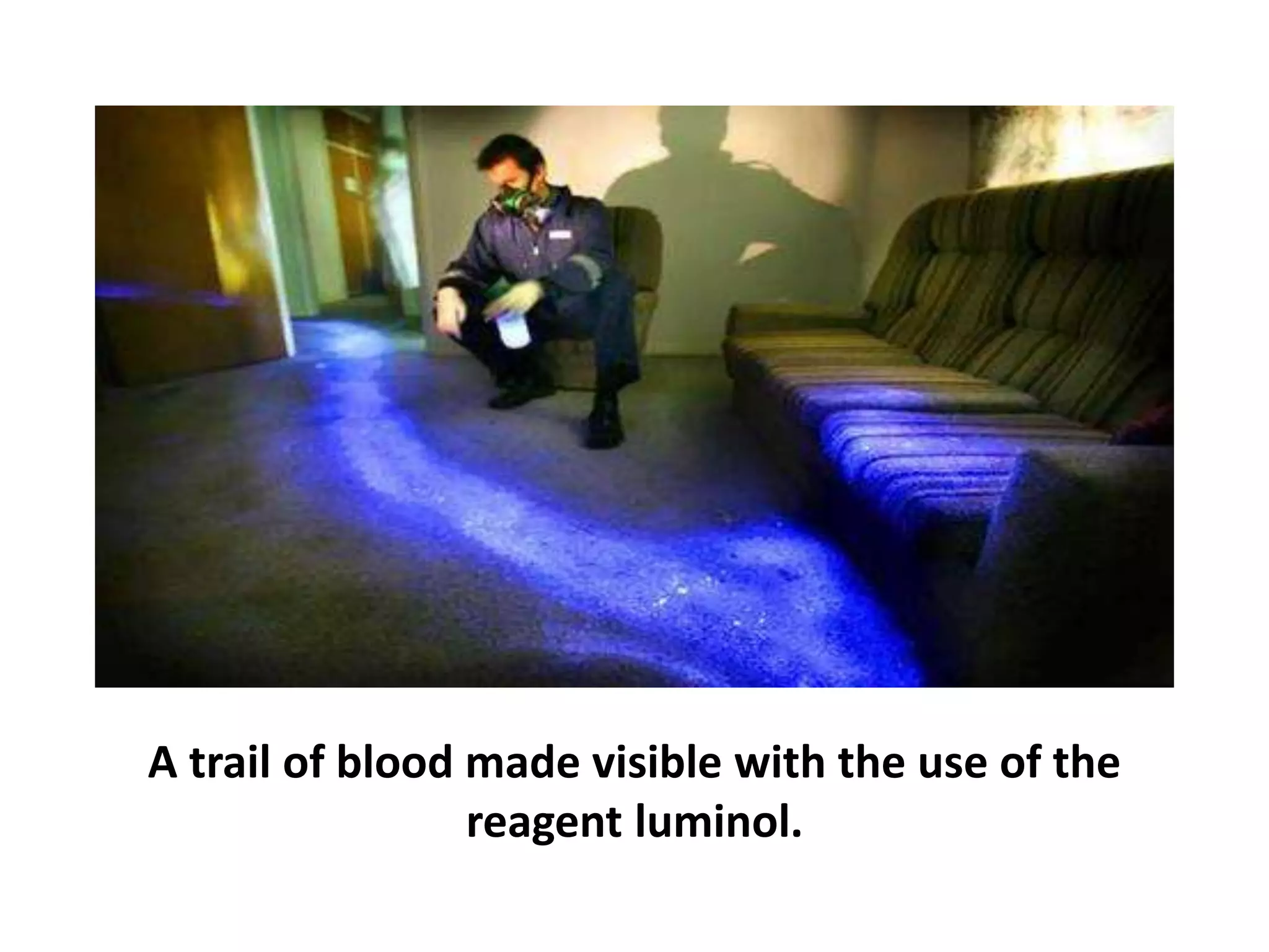 A trail of blood made visible with the use of the
reagent luminol.
 