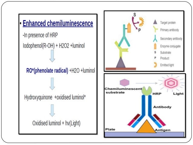 Chemiluminescence Immunoassay (CLIA) Technique