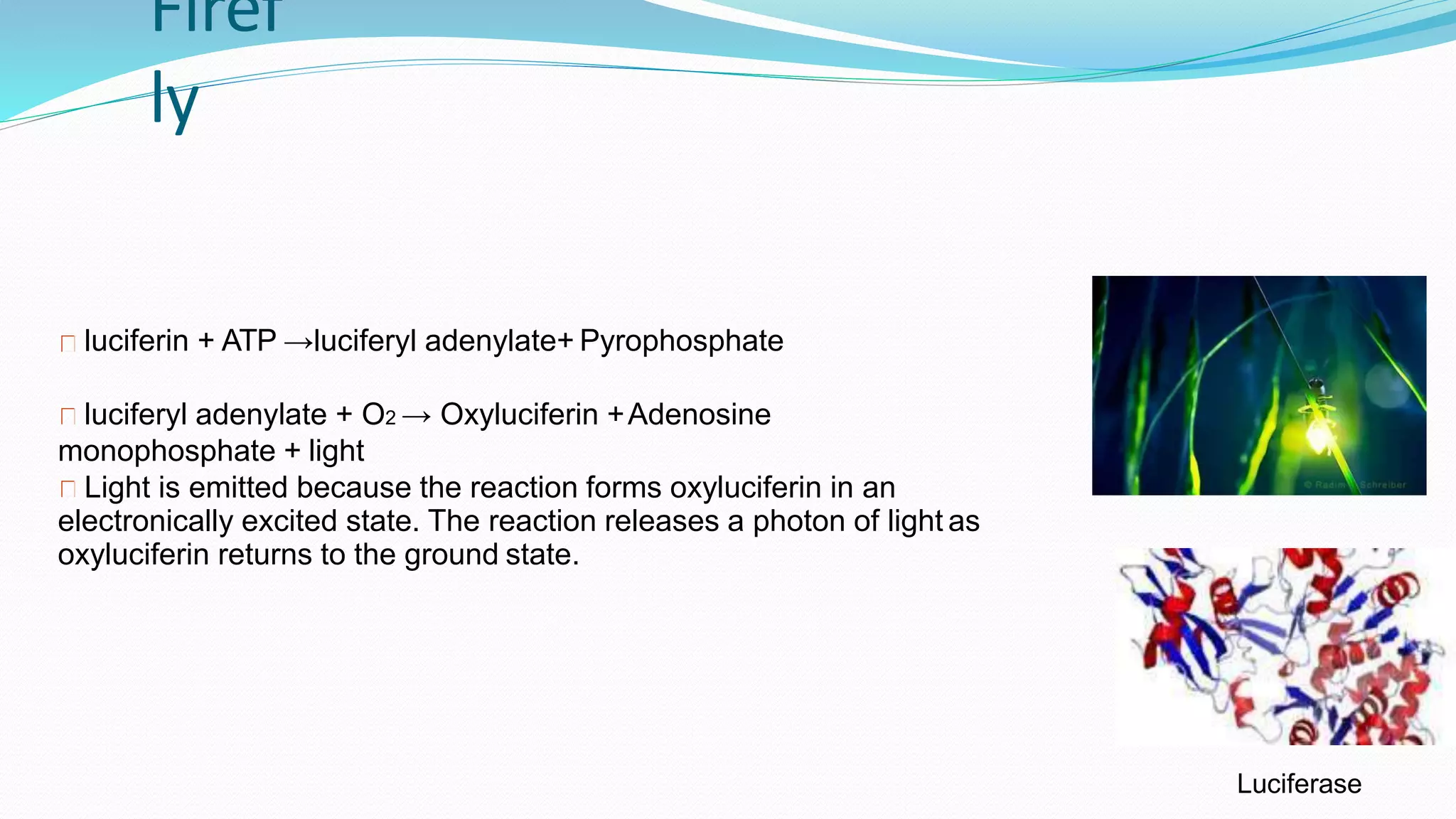 Firef
ly
luciferin + ATP →luciferyl adenylate+ Pyrophosphate
luciferyl adenylate + O2 → Oxyluciferin +Adenosine
monophosphate + light
Light is emitted because the reaction forms oxyluciferin in an
electronically excited state. The reaction releases a photon of light as
oxyluciferin returns to the ground state.
Luciferase
 