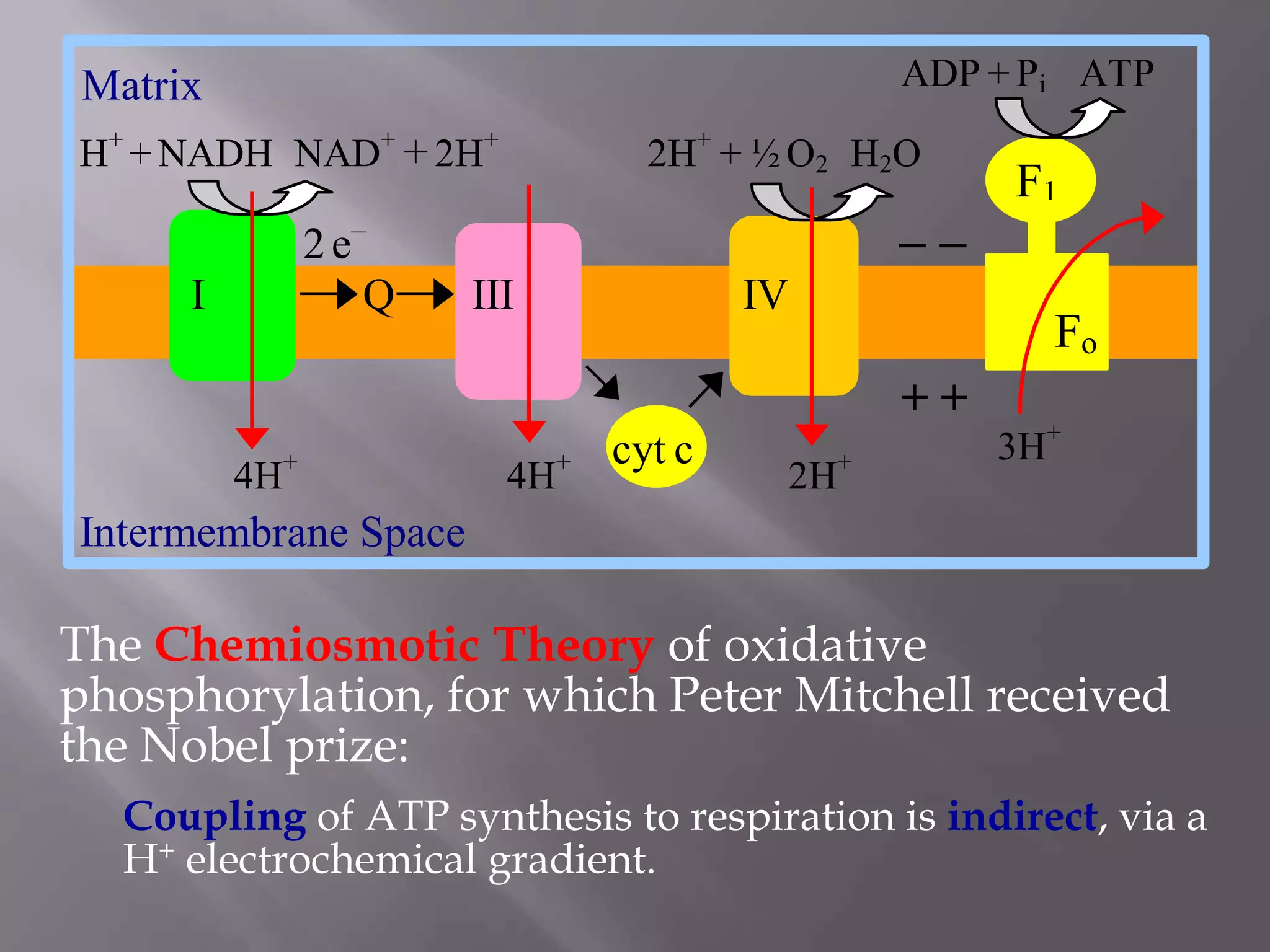 The Chemiosmotic Theory of oxidative
phosphorylation, for which Peter Mitchell received
the Nobel prize:
Coupling of ATP synthesis to respiration is indirect, via a
H+ electrochemical gradient.
Matrix
H+
+ NADH NAD+
+2H+
2H+
+ ½ O2 H2O
2e – –
I Q III IV
+ +
4H+
4H+
2H+
Intermembrane Space
cyt c 3H+
F1
Fo
ADP + Pi ATP
 