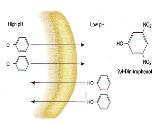 chemiosmotic theory