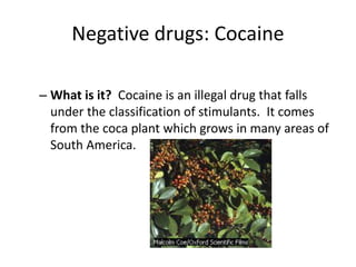 Negative drugs: Cocaine 
– What is it? Cocaine is an illegal drug that falls 
under the classification of stimulants. It comes 
from the coca plant which grows in many areas of 
South America. 
 