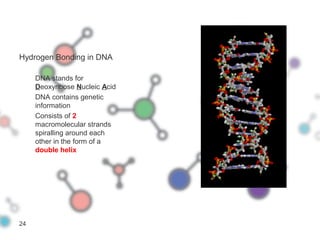Hydrogen Bonding in DNA
DNA stands for
Deoxyribose Nucleic Acid
DNA contains genetic
information
Consists of 2
macromolecular strands
spiralling around each
other in the form of a
double helix
24
 