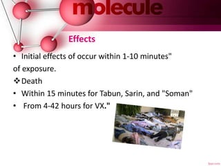 Effects
• Initial effects of occur within 1-10 minutes"
of exposure.
Death
• Within 15 minutes for Tabun, Sarin, and "Soman"
• From 4-42 hours for VX."
 