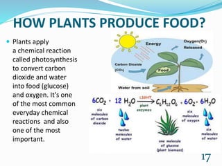 HOW PLANTS PRODUCE FOOD?
 Plants apply
a chemical reaction
called photosynthesis
to convert carbon
dioxide and water
into food (glucose)
and oxygen. It's one
of the most common
everyday chemical
reactions and also
one of the most
important.
17
 