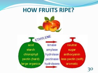 HOW FRUITS RIPE?
30
 