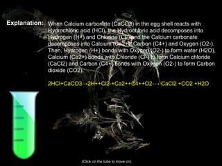 Explanation: When Calcium carbonate (CaCO3) in the egg shell reacts with Hydrochloric acid (HCl),  t he Hydrochloric acid decomposes into Hydrogen (H+) and Chlorine (Cl-) and the Calcium carbonate decomposes into Calcium (Ca2+), Carbon (C4+) and Oxygen (O2-).  Then, Hydrogen (H+) bonds with Oxygen (O2-) to form water (H2O),  Calcium (Ca2+) bonds with Chloride (Cl-) to form Calcium chloride (CaCl2) and   Carbon (C4+) bonds with Oxygen (O2-) to form Carbon dioxide (CO2). 2HCl+CaCO3->2H++Cl2-+Ca2++C4++O2--> CaCl2 +CO2 +H2O  (Click on the tube to move on) 