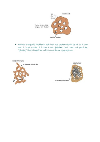 • Humus is organic matter in soil that has broken down as far as it can
and is now stable. It is black and jelly-like, and coats soil particles,
‗glueing‘ them together to form crumbs, or aggregates.
 