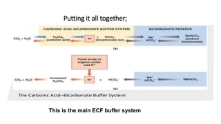 Putting it all together;
This is the main ECF buffer system
 