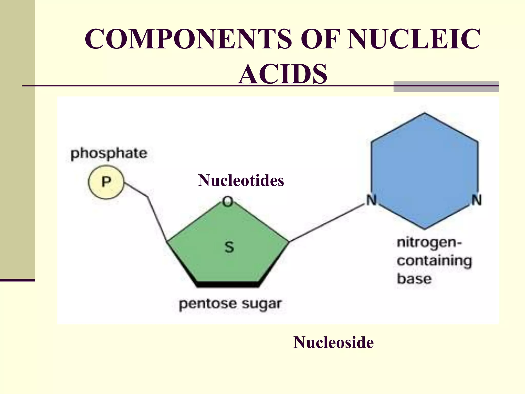 CHEMISTRY NUCLEIC ACID.ppt